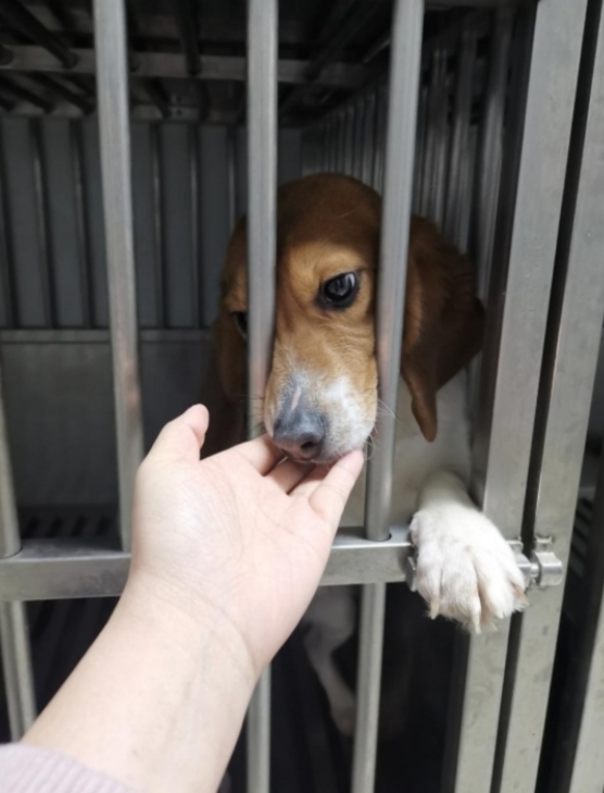 生活在院子里的狗狗,生活在实验室的小狗