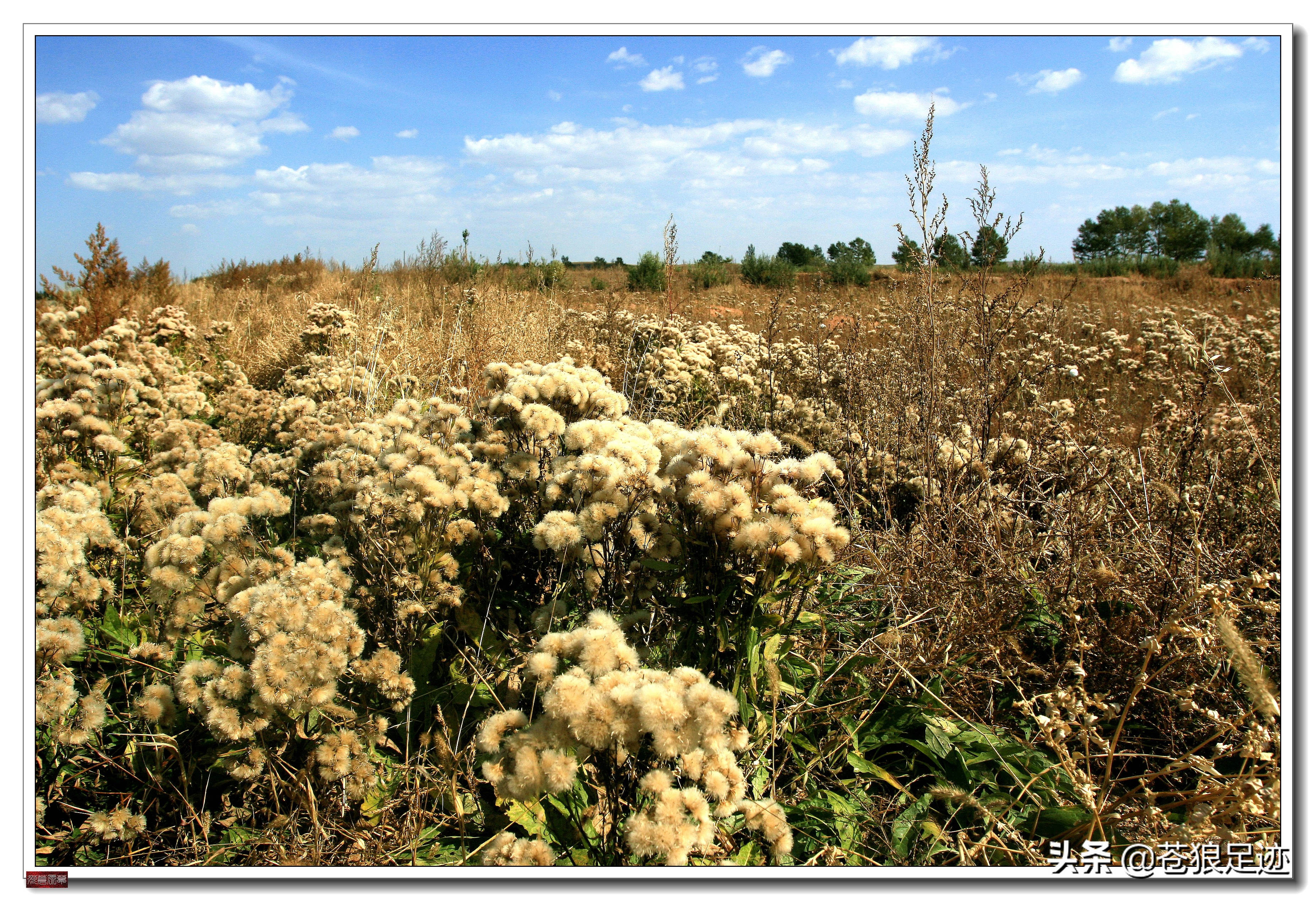 美丽的贡格尔草原风光无限,贡格尔草原上的牛羊的视频