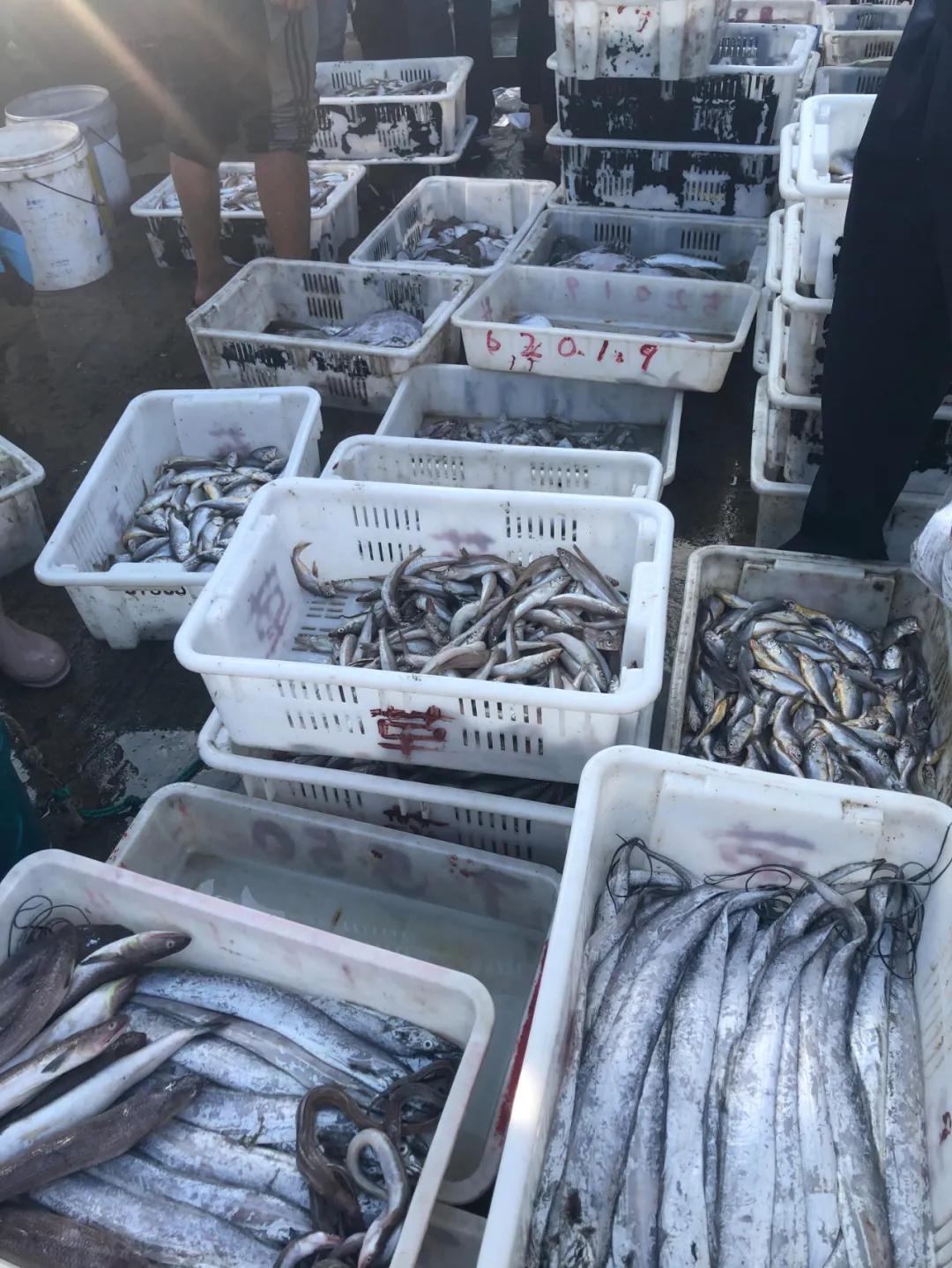 二月份威海海鲜价格,威海海鲜价格实时查询系统