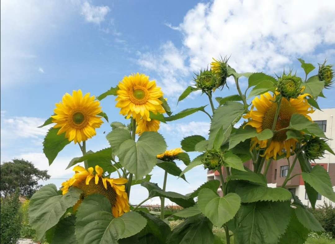 老年歌曲民歌1000首,老年歌曲100首经典老歌歌词