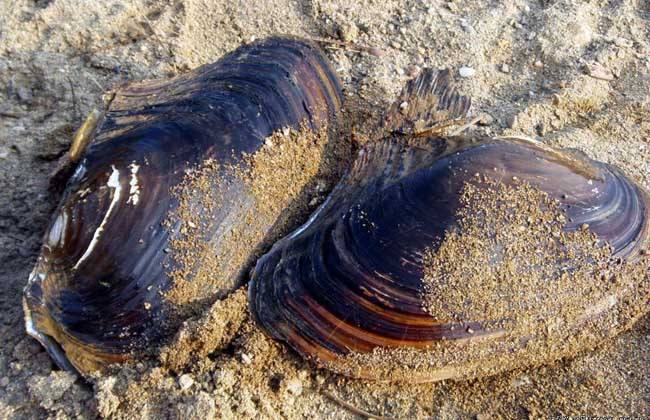 蚌取了珍珠肉还吃吗,开蚌壳取珍珠之后蚌肉能吃吗