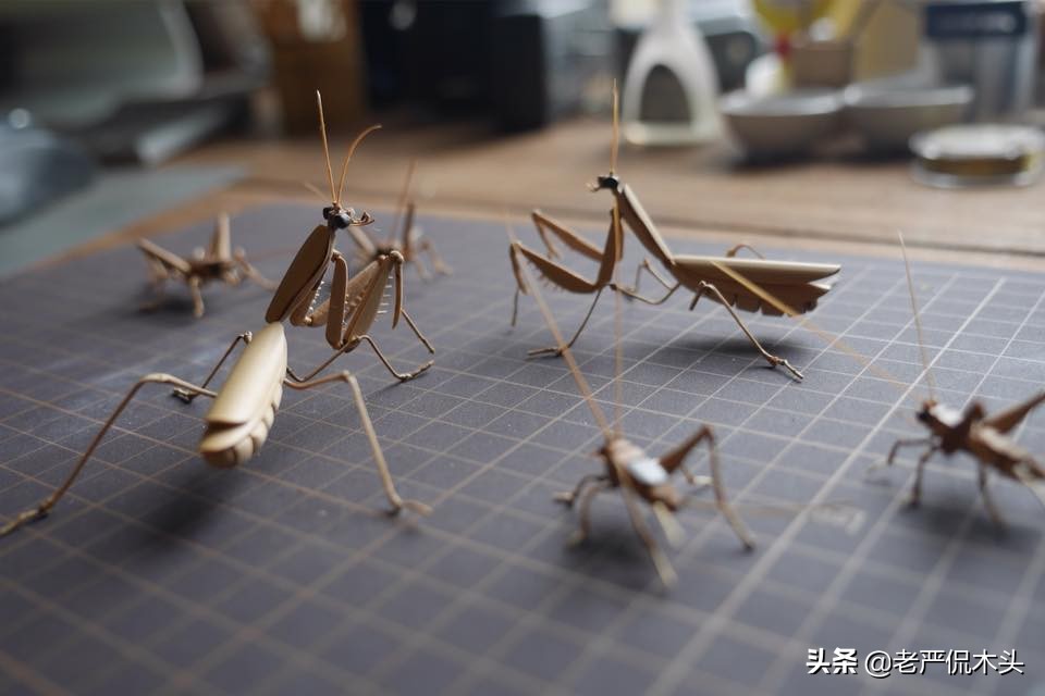 昆虫标本树脂竹节虫,昆虫标本制作竹节虫