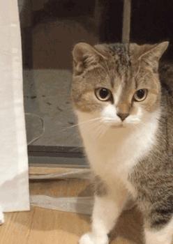 你属什么我属你,有属猫的生肖吗