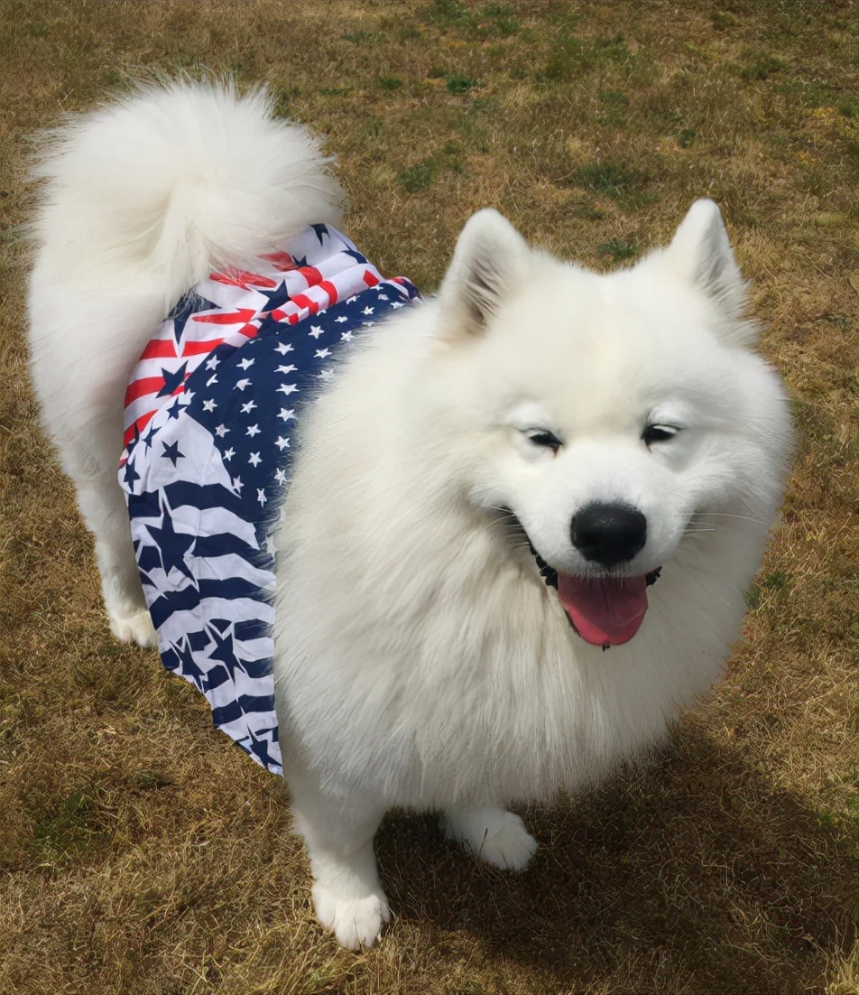 超可爱的8种狗看到都让人心动,最可爱的十种狗