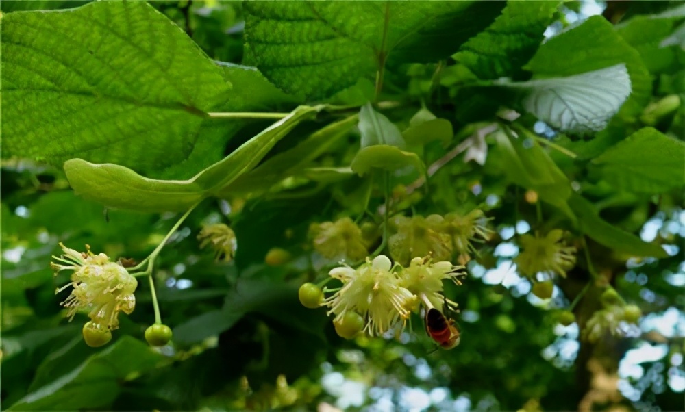田坤道探店,田道坤黑蜂蜜