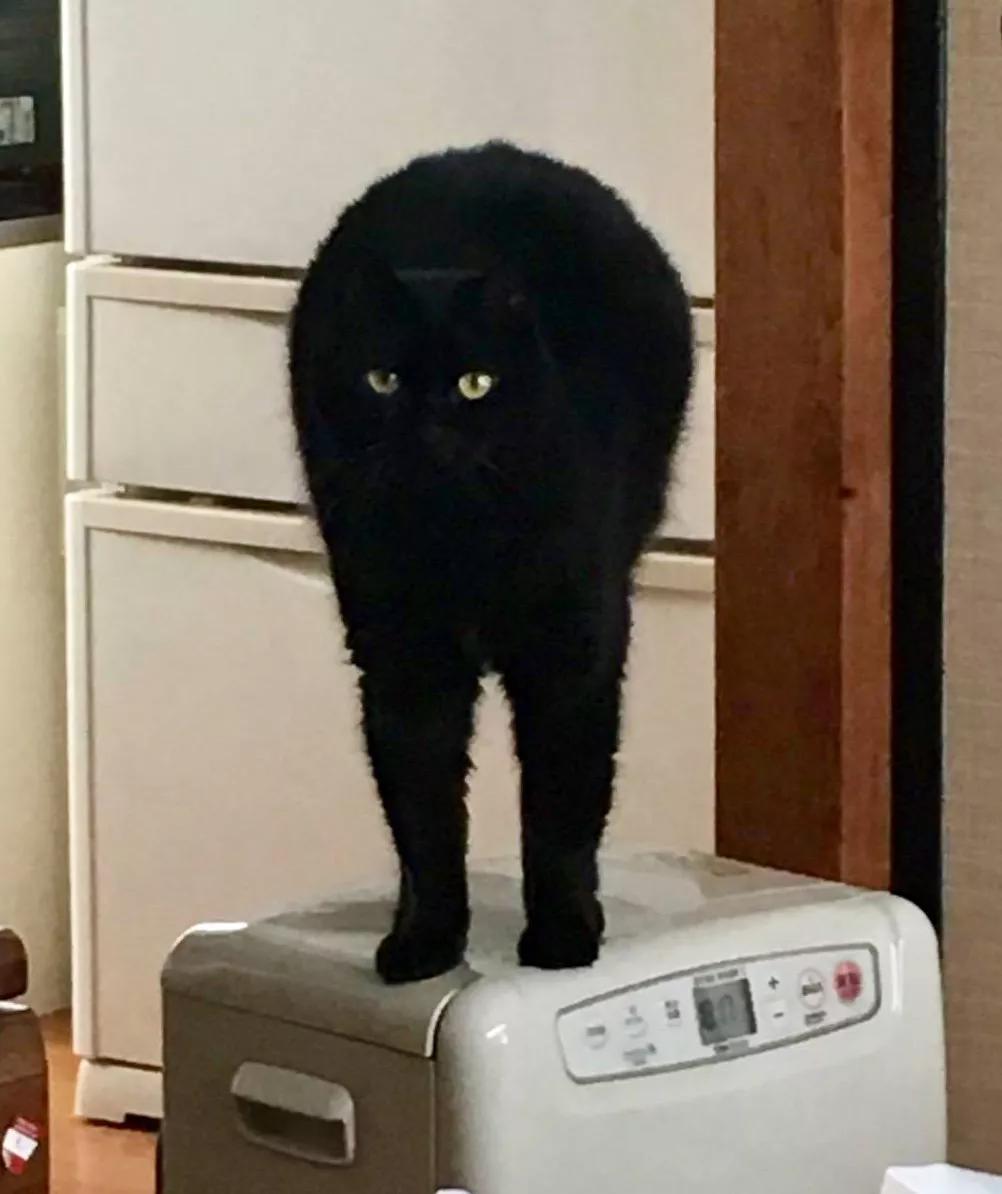 动物表情包沙雕魔性,沙雕动物爆笑瞬间表情包