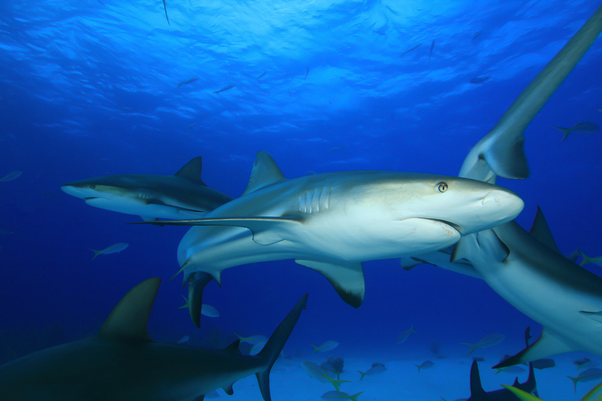 荷维湾水上活动精彩纷呈，全年无休，期待着你的光临