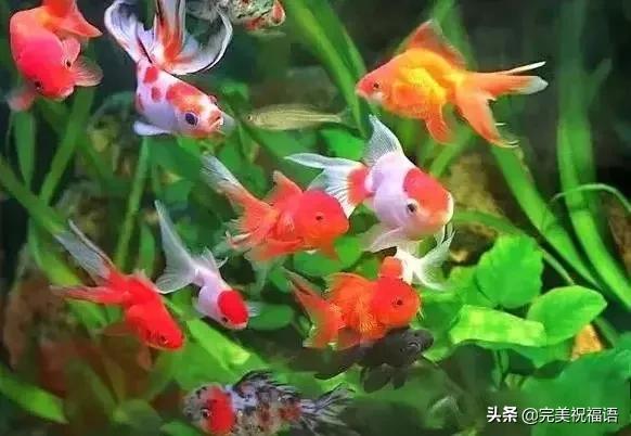 祝大家新年快乐年年有锦鲤,祝大家新年大吉年年有鱼