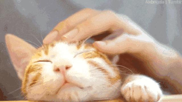 家里小猫咪害怕出门,平常特别怕人的猫突然溜出去了