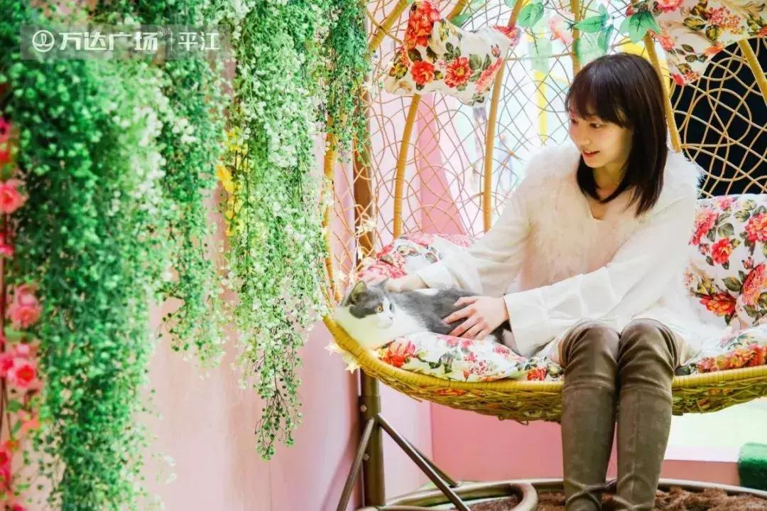 炸裂!因为一只猫,苏州人开启尖叫模式!