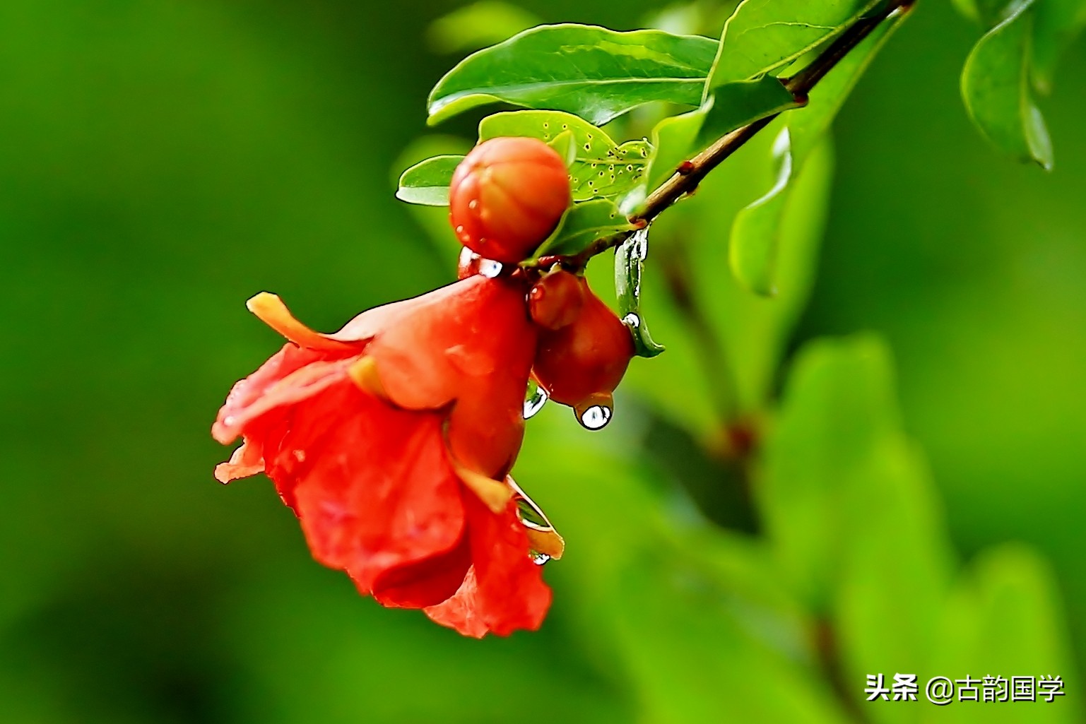 鲜花古诗,十幅书法十首唐诗沁人心脾