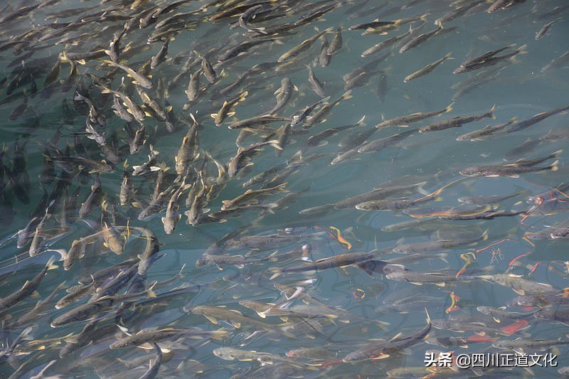 青海到底有多厉害,青海到底有多好