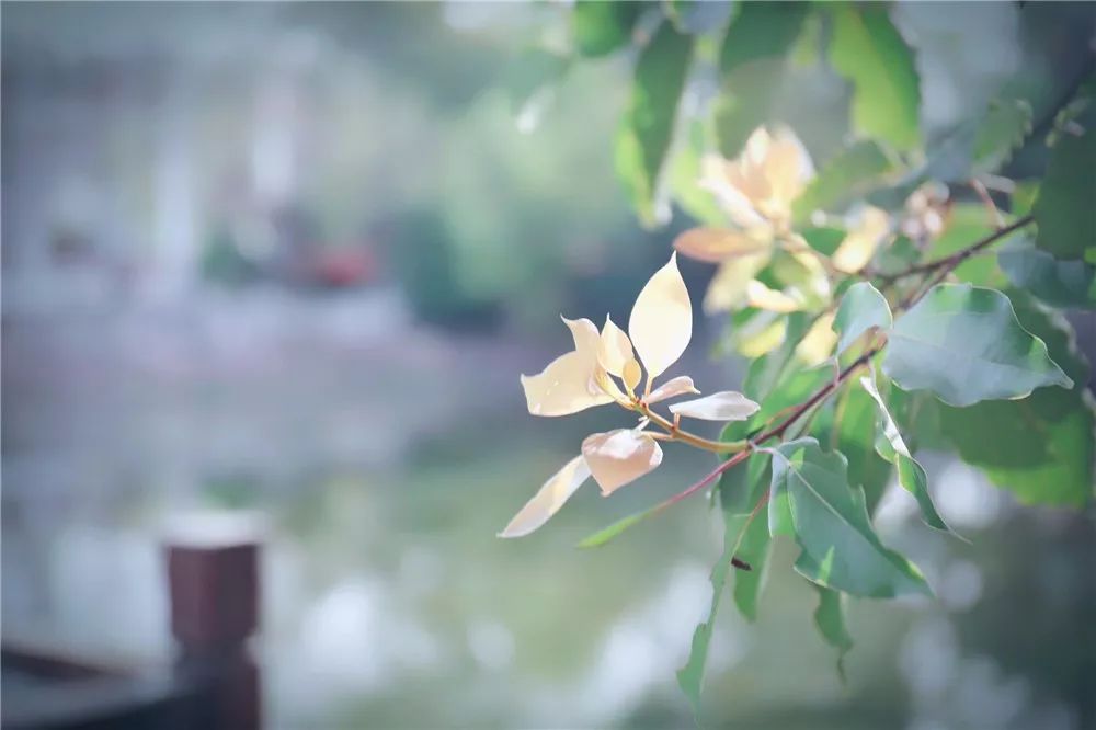 江阴利港中山公园,江阴利港美景