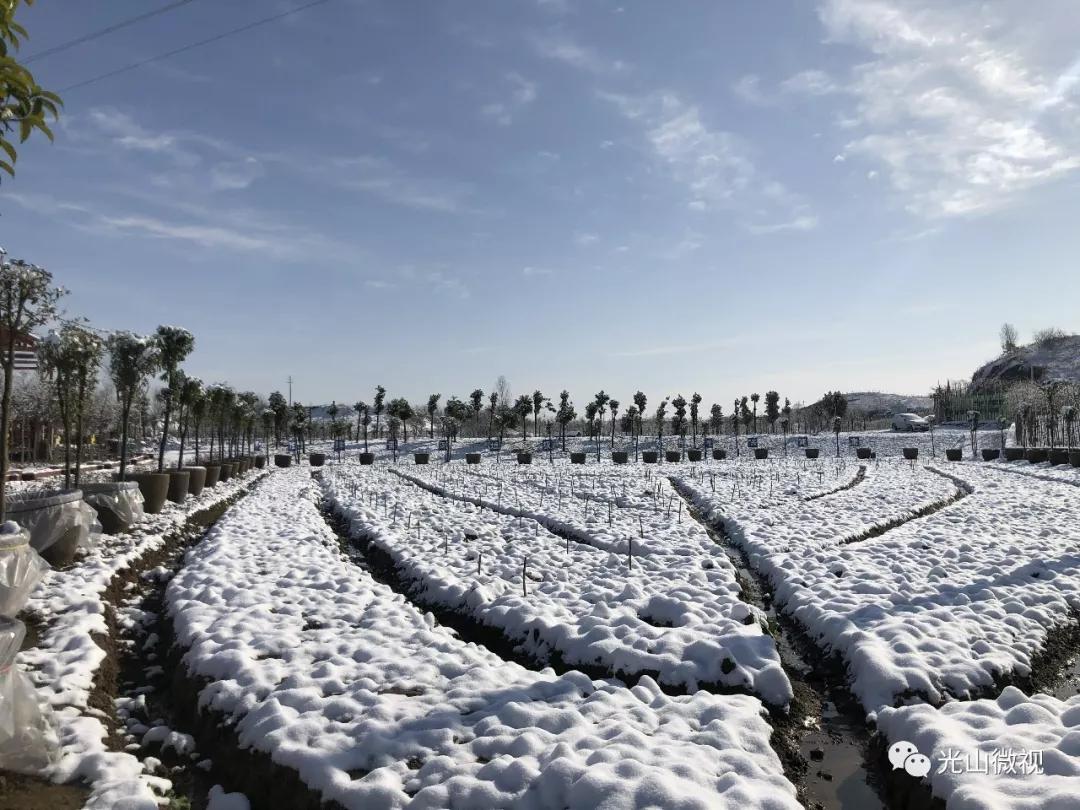 替你“打卡”！疫情中的光山雪景