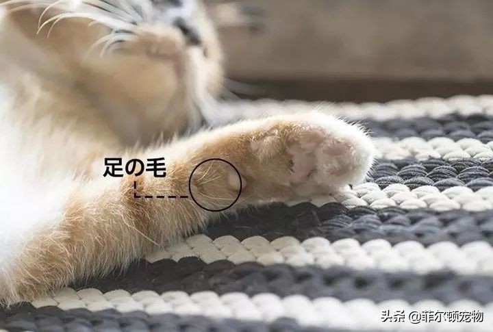 捡到猫咪胡须会有好运,捡到猫的胡须寓意