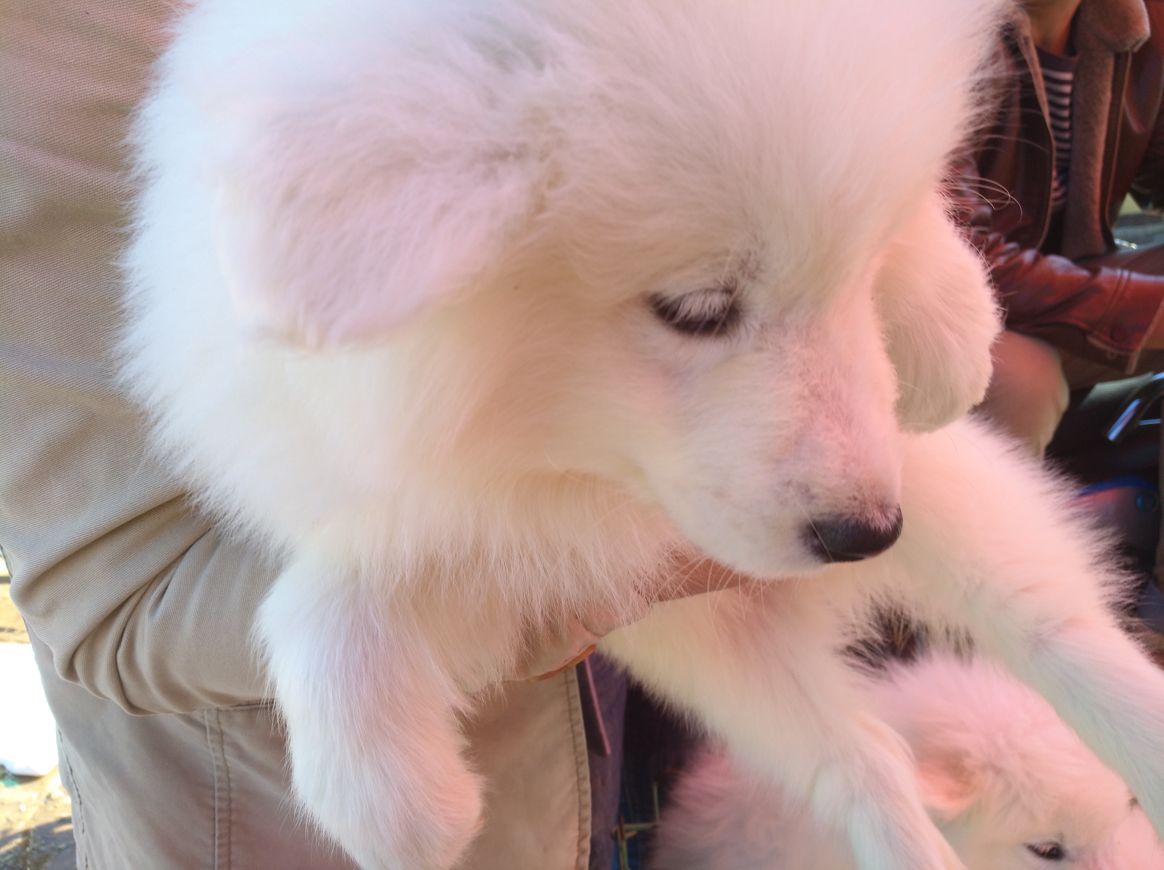 选择正规宠物托运公司,在网上买宠物狗测评可靠吗