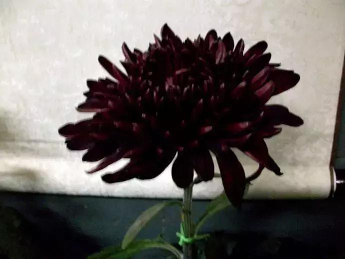 九种黑色花你见过几种,有几种黑色的花