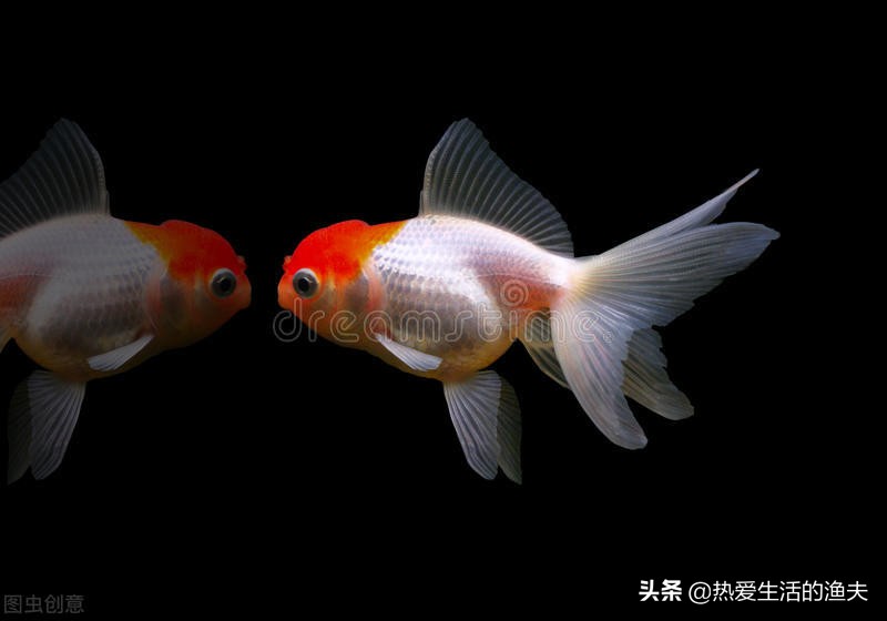 金鱼身上长一层白的是不是水霉,金鱼得了水霉没有加热棒怎么办