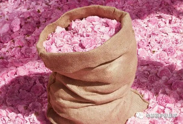 大马士革玫瑰精粹油,里美大马士革玫瑰精华油