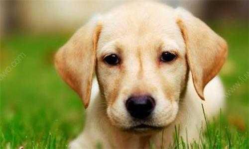 训练拉布拉多犬视频教程全集,如何训练拉布拉多犬教程