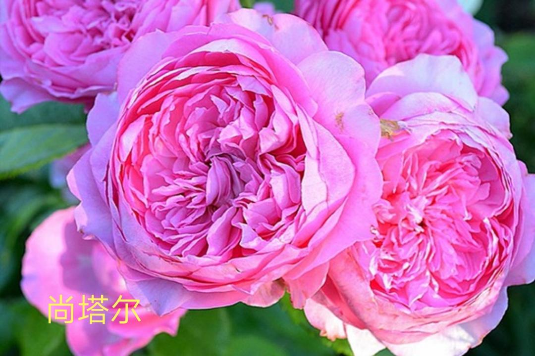 切花火焰月季的优缺点,常见切花月季一览