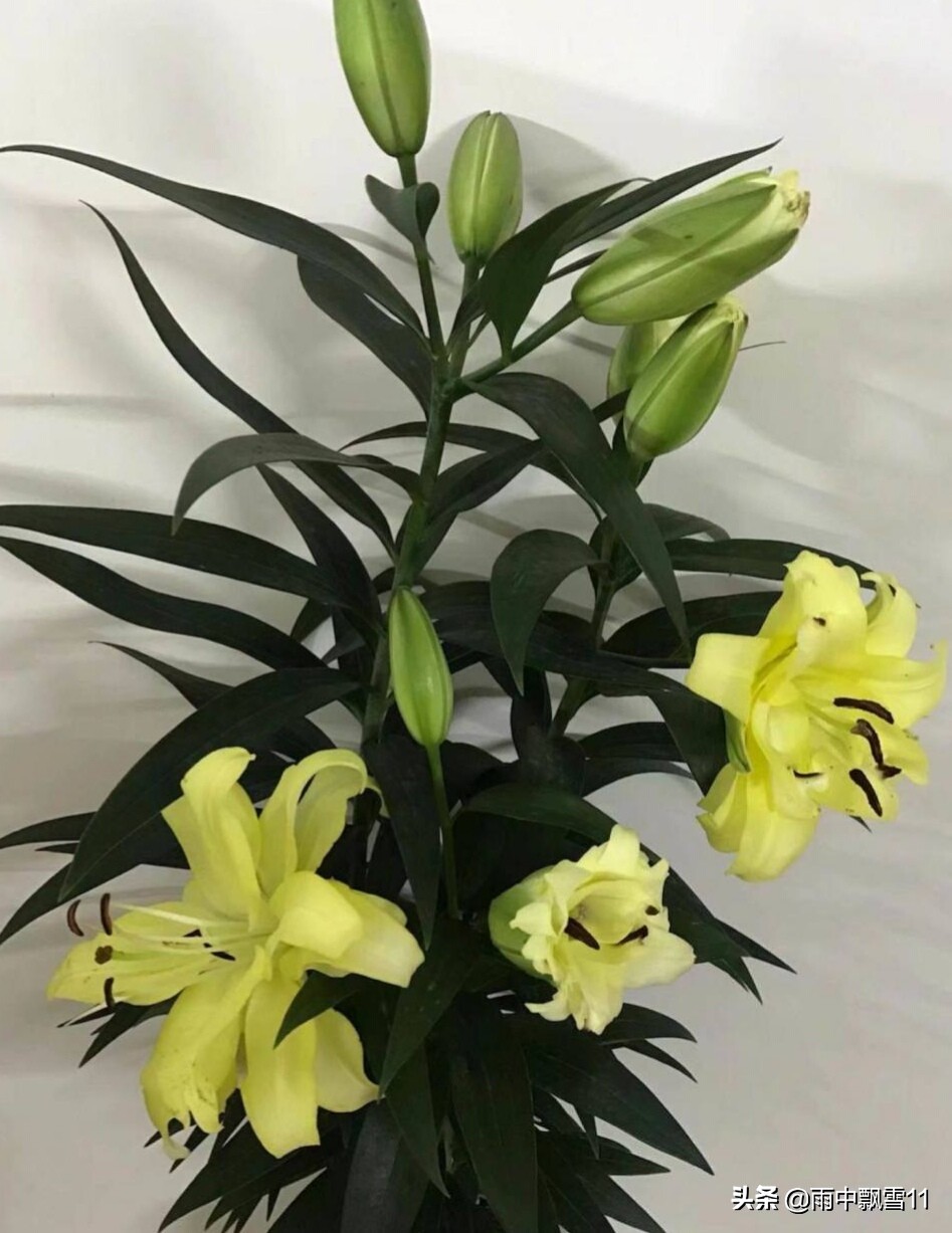 春播百合花，注意做好这5点，百合长势旺，花开艳丽满屋香