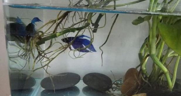 绿萝放鱼缸怎么养才能更旺盛,绿萝放在鱼缸里养怎么施肥