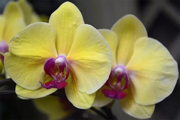 君子兰吊兰蝴蝶兰的图片,吊兰属不属于兰花的一种