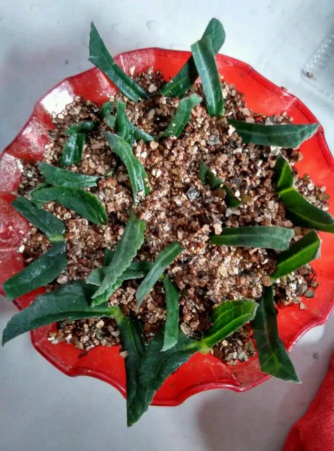 什么花最好养最耐阴,什么花最好种又耐阴