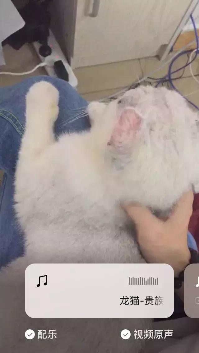 我的天,微信居然上线了“知乎”和“抖音”