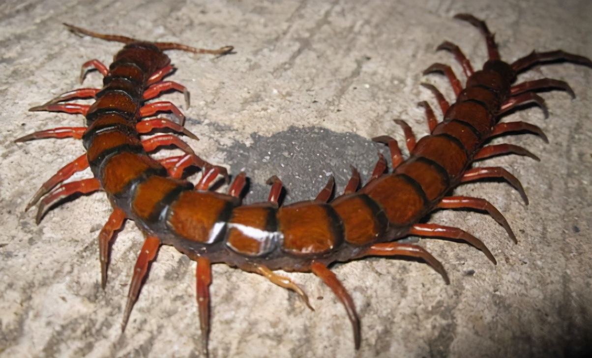 15种令人惊叹的透明生物,越看越可怕的动物