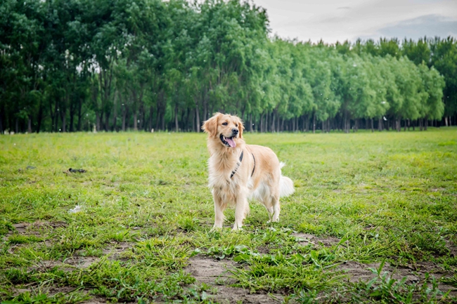 金毛毛短怎么回事？为啥我家金毛毛长不长，这些冷知识不可忽略