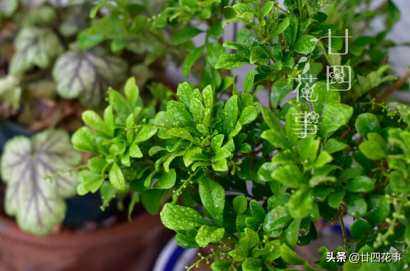 养了十来年的米兰花,养了十年的米兰枝繁叶茂