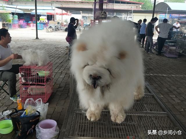 开封狗品种大全,开封狗市是中国最大的吗