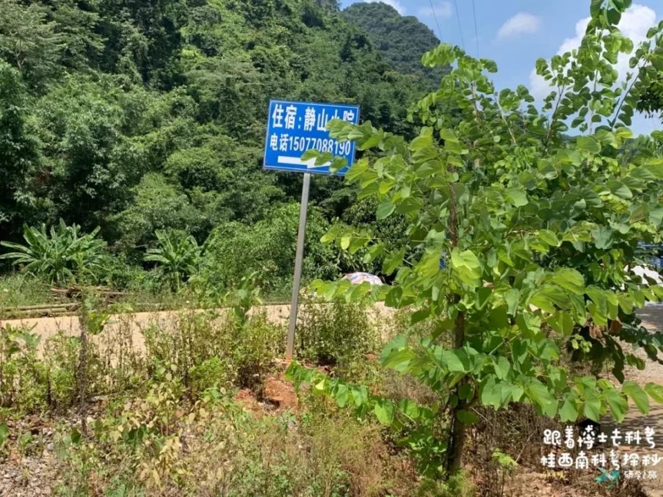 活了两千多年的“巨无霸”就在广西！昨天，他们相遇了