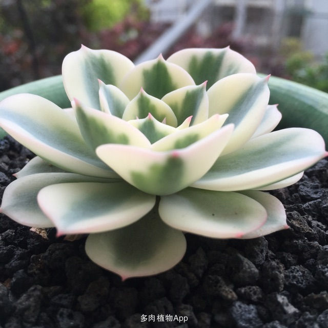 淘宝买多肉带盆的需要脱土修根吗,淘宝上买多肉有什么坑