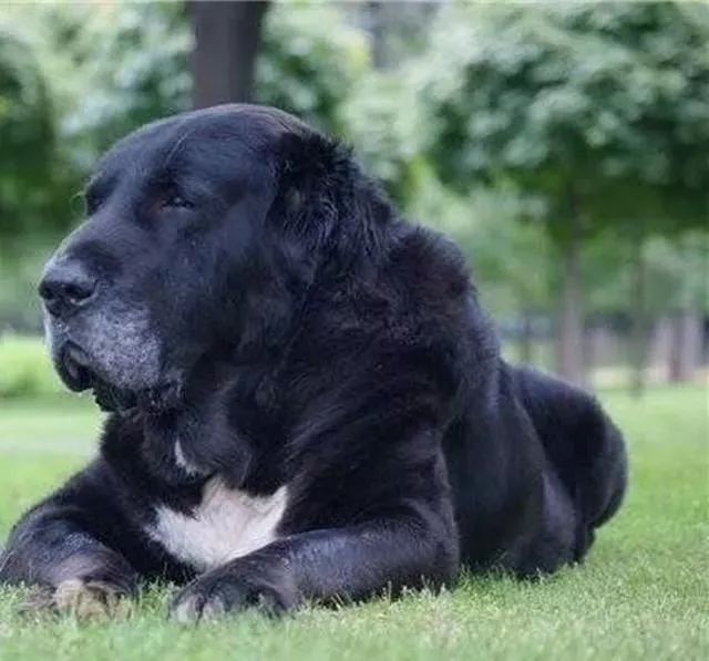 世界上最强的10种狗排名,世界上巨型狗大全