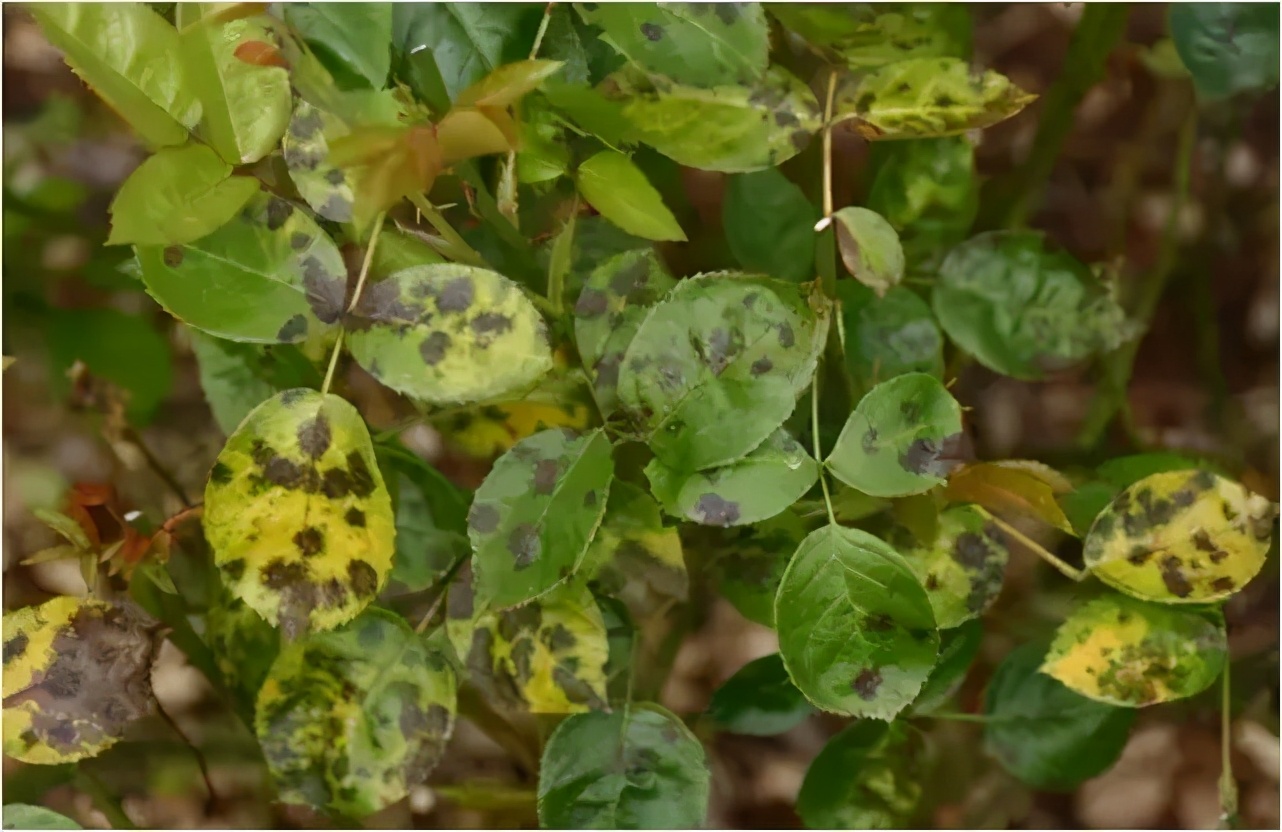 园林植物枝干防治,园林植物的主要叶部病害