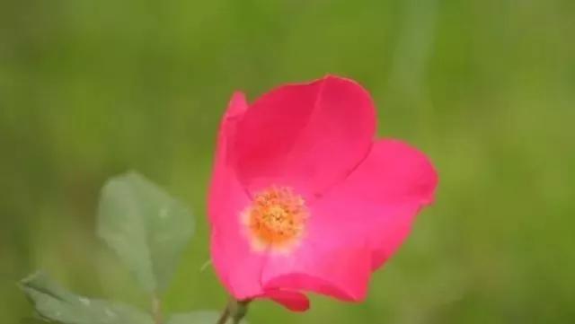 100种玫瑰花品种大全,玫瑰花有哪些品种大全