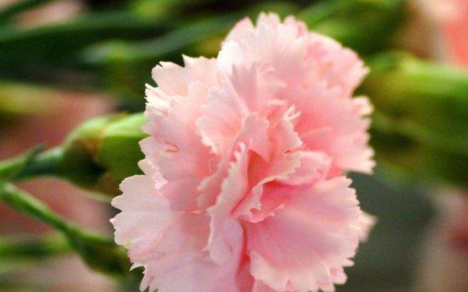 中考名著导读与精练,中考名著阅读全册