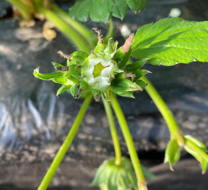 草莓焦叶病,草莓老叶干叶发焦怎么回事