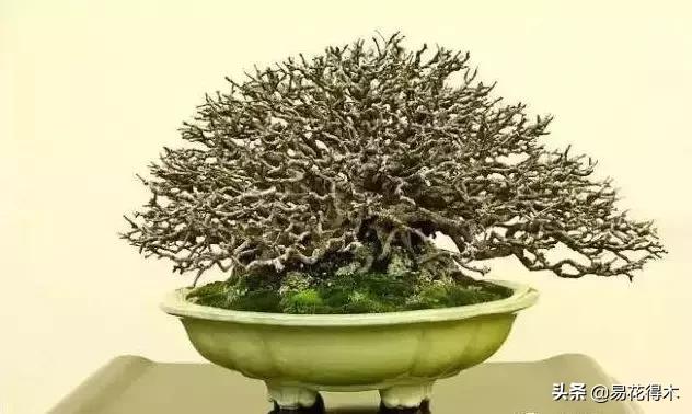 日本长寿梅欣赏,日本长寿梅盆景枝条养护
