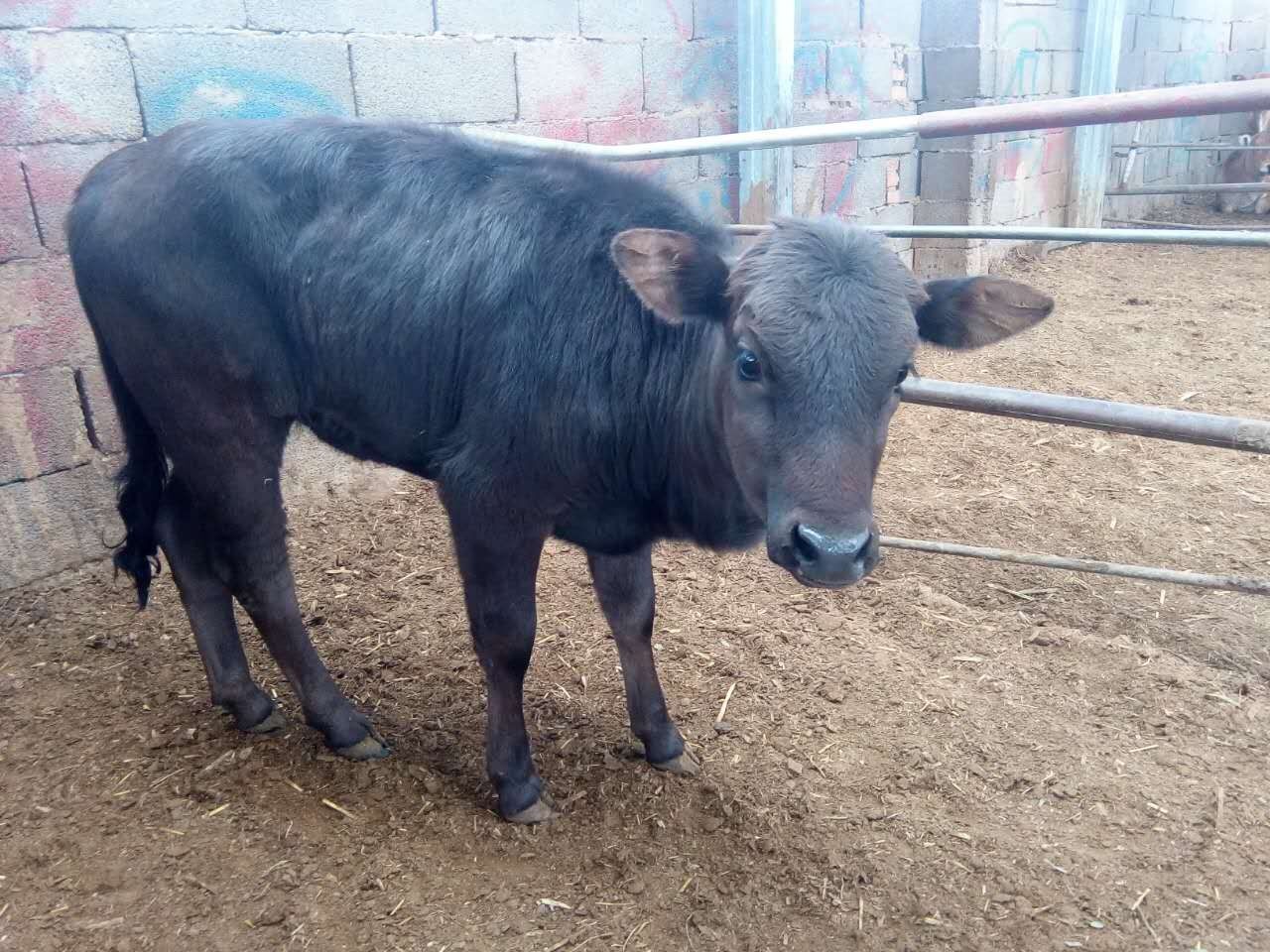 肉牛体温低如何治疗,肉牛牛犊发烧怎么治疗