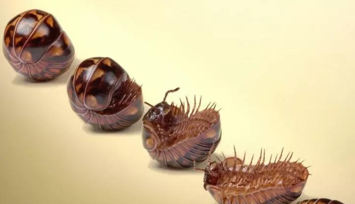 老鼠和他的老婆,猫和老鼠与他们的老婆