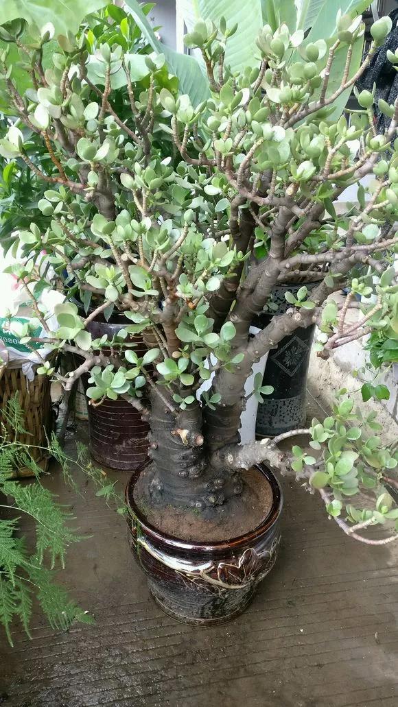 一根枝条插土里怎么生根,下山老桩扦插生根最快方法