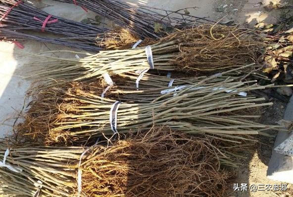 桑树卷叶病防治用的什么药,桑树叶子常见病害有哪些