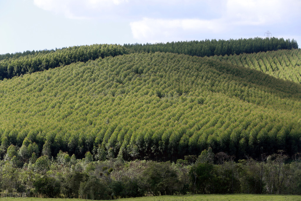 桉树是不是有毒的树种,桉树为何成了害人树