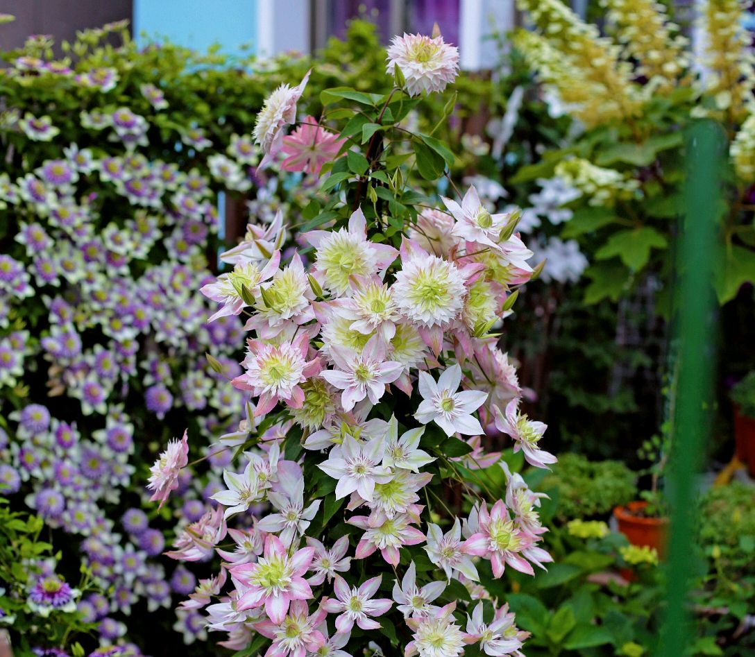 这“38种花”,当你开始收集品种时,你已入坑颇深