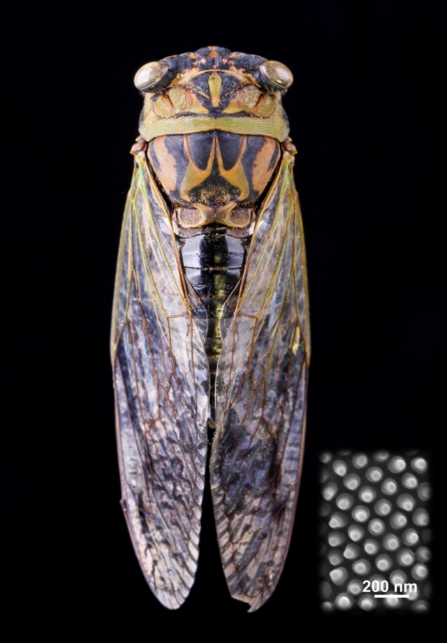 昆虫羽化是怎么认主的,昆虫都会羽化么