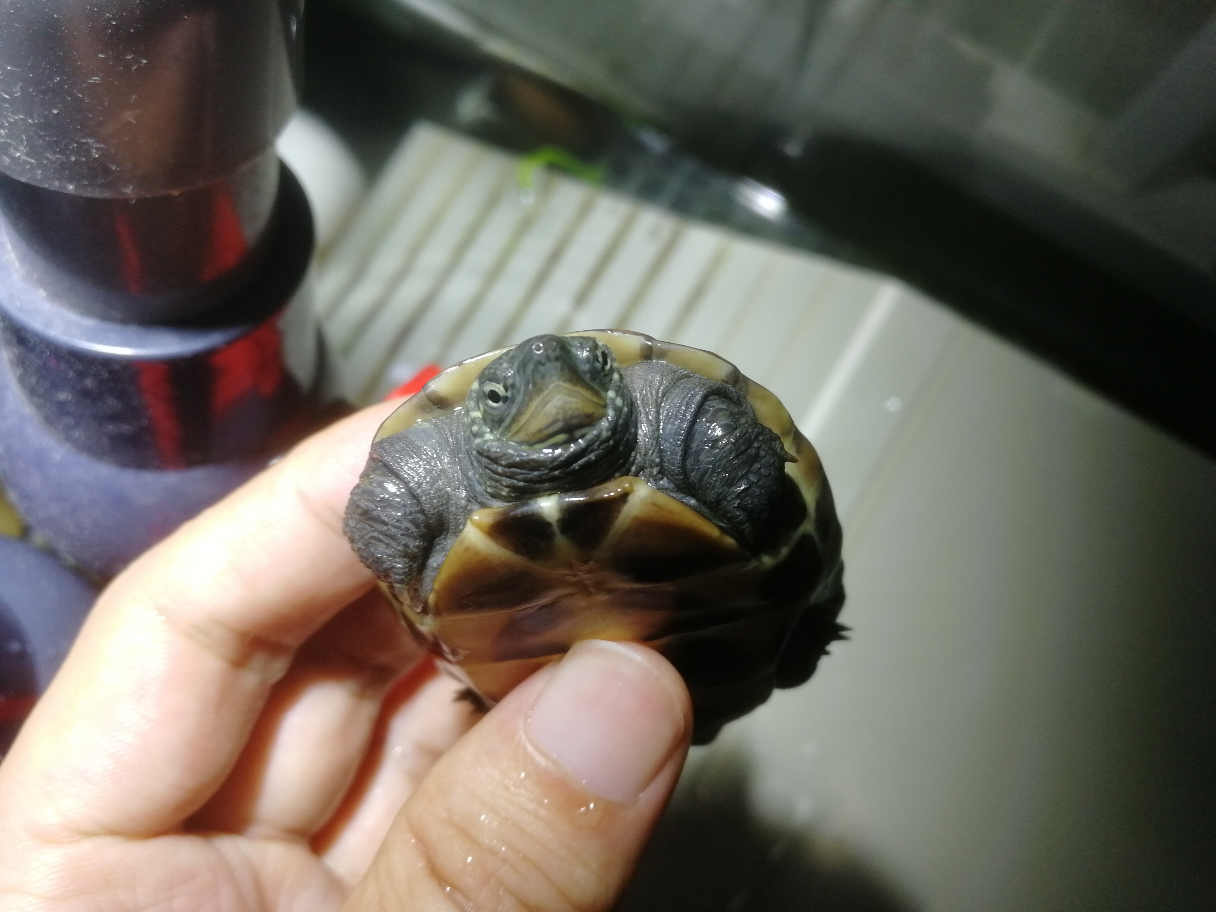 如何治疗小草龟腐皮,小草龟腐皮越来越严重怎么办